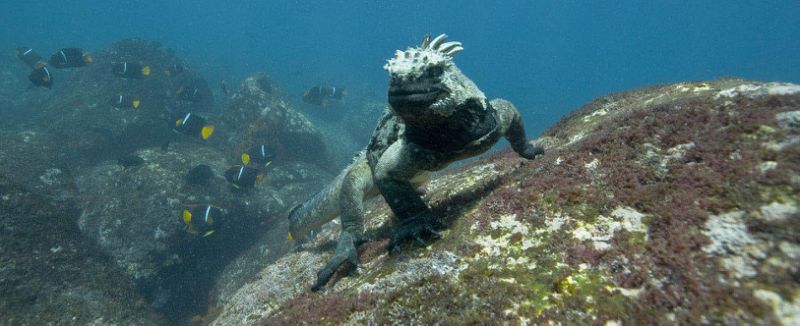 طريقة رائعة للهروب من عالمنا المجنون المجنون هو الغوص في أعماق المحيطات. (الصورة: Disneynature)